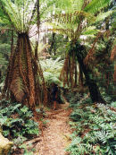 Kings Canyon 3